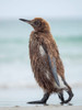 King Penguin chick with brown plumage, Falkland Islands Poster Print by Martin Zwick (18 x 24) # SA09MZW1509