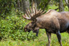 Moose (Alces alces), Kenai Peninsula, Alaska, USA. Poster Print by Michael DeFreitas - Item # VARPDDUS02MDE0191