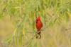 USA, Arizona, Sonoran Desert. Male cardinal in tree.  Poster Print by Jaynes Gallery - Item # VARPDDUS03BJY0628