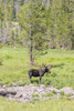 USA, Colorado, Cameron Pass. Bull moose with antlers. Poster Print by Jaynes Gallery - Item # VARPDDUS06BJY1319