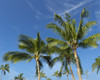 Palms on Waikoloa Beach, Anaeho'omalu bay, Kona, Hawaii Poster Print by Maresa Pryor - Item # VARPDDUS12MPR0059