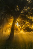 USA, Louisiana, Lake Martin. Foggy sunrise on trees.  Poster Print by Jaynes Gallery - Item # VARPDDUS19BJY0163