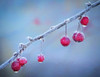 USA, Oregon, Coos Bay. Crabapples on frosty morning.  Poster Print by Jaynes Gallery - Item # VARPDDUS38BJY1175