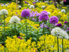 Blooming purple and white allium amongst yellow flowers Poster Print by Julie Eggers (24 x 18) # US39JEG0022