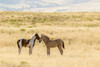 USA, Utah, Tooele County. Wild horse foals greeting.  Poster Print by Jaynes Gallery - Item # VARPDDUS45BJY0637
