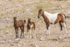 USA, Utah, Tooele County. Wild horse mare and colts.  Poster Print by Jaynes Gallery - Item # VARPDDUS45BJY0704