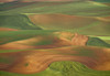 USA, Washington State, Palouse. Rolling wheat field.  Poster Print by Jaynes Gallery - Item # VARPDDUS48BJY1079
