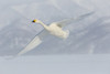 Whooper swans flying on frozen Lake Kussharo, Hokkaido. Poster Print by Darrell Gulin - Item # VARPDDAS15DGU0044