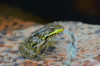 Killarney Provincial Park. Green frog at edge of pond. Poster Print by Jaynes Gallery - Item # VARPDDCN08BJY0434