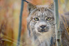 Canada, Yukon, Whitehorse, captive Canada lynx portrait Poster Print by Yuri Choufour (24 x 18) # CN12YCH0003
