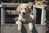 Yellow labrador puppy sitting on wooden chair  Poster Print by Zandria Muench Beraldo - Item # VARPDDNA02ZMU1094