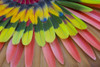 San Miguel De Allende, Mexico. Native feather headdress Poster Print by Darrell Gulin - Item # VARPDDSA13DGU0044