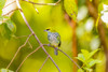 Central America, Costa Rica. Speckled tanager in tree. Poster Print by Jaynes Gallery - Item # VARPDDSA22BJY0063