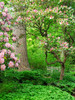 USA, Delaware Rhododendrons and trees in a park setting Poster Print by Julie Eggers (18 x 24) # US08JEG0046