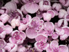 Close-up of a Hydrangea macrophylla 'Ayesha', lilac pink Poster Print by Julie Eggers (24 x 18) # US39JEG0040