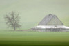 USA, Washington State, Palouse. Barn and tree in fog.  Poster Print by Jaynes Gallery - Item # VARPDDUS48BJY1069