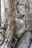 Madagascar, Berenty Reserve. A white-footed sportive lemur  Poster Print by Ellen Goff - Item # VARPDDAF24EGO0015