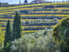Italy, Tuscany. Autumn vineyards near the town of Panzano Poster Print by Terry Eggers - Item # VARPDDEU16TEG1575