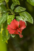 Tortuguero, Costa Rica. Red hibiscus flower growing wild. Poster Print by Janet Horton - Item # VARPDDSA22JHO0040