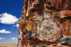 Agate House, Petrified Forest National Park, Arizona, USA. Poster Print by Russ Bishop - Item # VARPDDUS03RBS0130