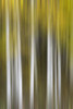 USA, Colorado, San Juan Mountains. Aspen tree abstract. Poster Print by Jaynes Gallery - Item # VARPDDUS06BJY1193