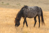 USA, Utah, Tooele County. Wild horse adult at sunrise.  Poster Print by Jaynes Gallery - Item # VARPDDUS45BJY0653
