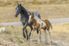 USA, Utah, Tooele County. Wild horses mother and colt.  Poster Print by Jaynes Gallery - Item # VARPDDUS45BJY0684