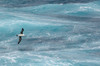 Antarctica, Drake Passage Black-browed albatross soaring Poster Print by Yuri Choufour (24 x 18) # AN02YCH0004