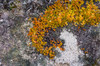 Greenland Eqip Sermia Irish saxifrage and thick lichen Poster Print by Inger Hogstrom (24 x 18) # GR01IHO0249