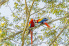 Central America, Costa Rica. Scarlet macaw pair in tree. Poster Print by Jaynes Gallery - Item # VARPDDSA22BJY0072
