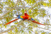 Central America, Costa Rica. Scarlet macaw pair in tree. Poster Print by Jaynes Gallery - Item # VARPDDSA22BJY0074