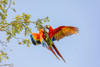 Central America, Costa Rica. Scarlet macaw pair in tree. Poster Print by Jaynes Gallery - Item # VARPDDSA22BJY0076