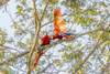 Central America, Costa Rica. Scarlet macaw pair in tree. Poster Print by Jaynes Gallery - Item # VARPDDSA22BJY0110