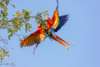 Central America, Costa Rica. Scarlet macaw pair in tree. Poster Print by Jaynes Gallery - Item # VARPDDSA22BJY0113