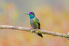 Central America, Costa Rica. Male talamanca hummingbird. Poster Print by Jaynes Gallery - Item # VARPDDSA22BJY0114