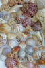 Collection of Seashells from Sanibel Island in Florida, USA Poster Print by Chuck Haney - Item # VARPDDUS10CHA0147