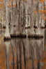 USA, George Smith State Park, Georgia. Fall cypress trees. Poster Print by Joanne Wells - Item # VARPDDUS11JWL1047