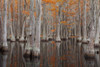 USA, George Smith State Park, Georgia. Fall cypress trees. Poster Print by Joanne Wells - Item # VARPDDUS11JWL1048