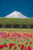Mt. Hood and tulip fields, Willamette Valley, Oregon Poster Print by Stuart Westmorland - Item # VARPDDUS38SWR0350
