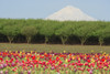 Mt. Hood and tulip fields, Willamette Valley, Oregon Poster Print by Stuart Westmorland - Item # VARPDDUS38SWR0351