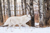 Canada, Alberta, Yamnuska Wolfdog Sanctuary White wolfdog Poster Print by Yuri Choufour (24 x 18) # CN01YCH0010