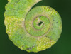 USA, California. Close-up of tail of Jackson's chameleon. Poster Print by Jaynes Gallery - Item # VARPDDUS05BJY1301