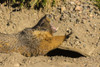 USA, Colorado, Mt. Evans. Yellow-bellied marmot yawning.  Poster Print by Jaynes Gallery - Item # VARPDDUS06BJY1208