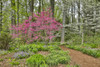 USA, Delaware, Hockessin. Flowering dogwood in the forest Poster Print by Hollice Looney - Item # VARPDDUS08HLL0012