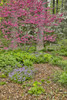 USA, Delaware, Hockessin. Flowering dogwood in the forest Poster Print by Hollice Looney - Item # VARPDDUS08HLL0037