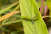 USA, Hawaii, Akaka Falls State Park. Gecko on large leaf. Poster Print by Jaynes Gallery - Item # VARPDDUS12BJY0225