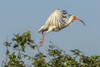 USA, Louisiana, Evangeline Parish. White ibis on branch.  Poster Print by Jaynes Gallery - Item # VARPDDUS19BJY0240