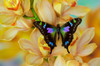 Graphium weiski butterfly on large golden cymbidium orchid Poster Print by Darrell Gulin (24 x 18) # US48DGU1608