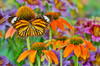Monarch butterfly on orange coneflowers and painted tongue Poster Print by Darrell Gulin (24 x 18) # US48DGU1764
