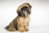 Five month old Shih Tzu puppy sitting in a studio setting.  Poster Print by Janet Horton - Item # VARPDDUS48JHO0363
